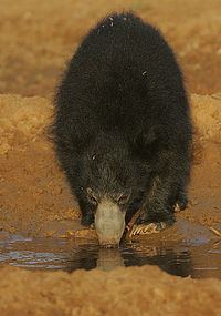 Sri Lankan sloth bear httpsuploadwikimediaorgwikipediacommonsthu