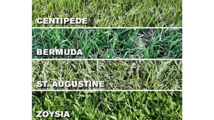 St. Augustine Grass Difference Between Bermuda Grass and St Augustine Grass YouTube