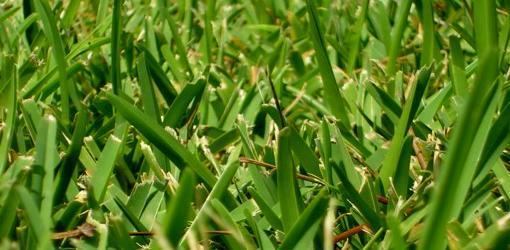 St. Augustine Grass How to Spread St Augustine Grass Today39s Homeowner