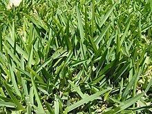 St. Augustine Grass httpsuploadwikimediaorgwikipediacommonsthu