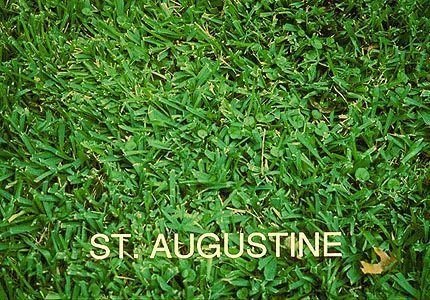 St. Augustine Grass St Augustinegrass