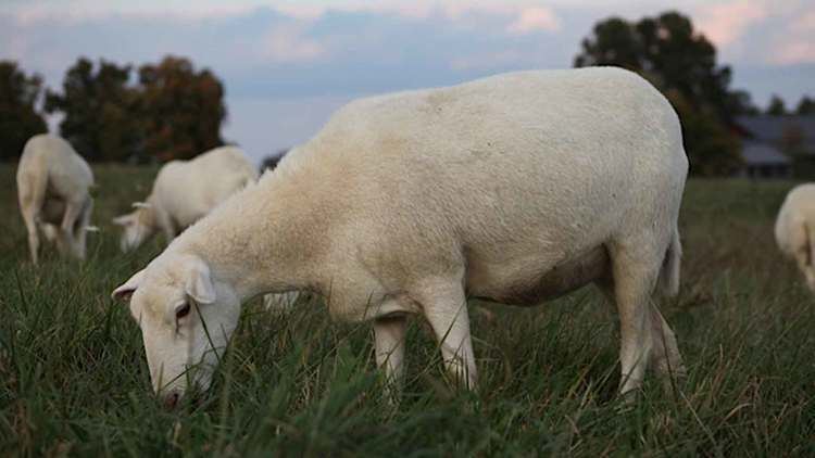 St. Croix sheep St Croix Hair Sheep Breeders To register promote and develop the