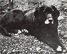 St. John's water dog httpsuploadwikimediaorgwikipediacommonsthu