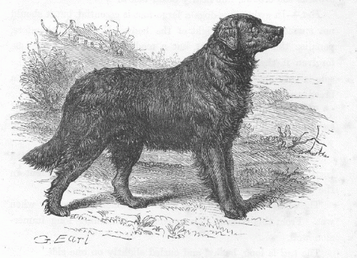 St. John's water dog Please don39t tell me you have a St John39s water dog Natural History