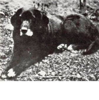 St. John's water dog St John39s Water Dog Breed Information History Health Pictures