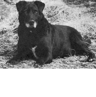 St. John's water dog St John39s Water Dog Breed Information History Health Pictures