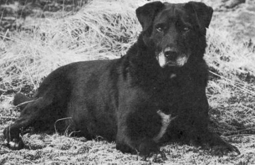 St. John's water dog Please don39t tell me you have a St John39s water dog Natural History