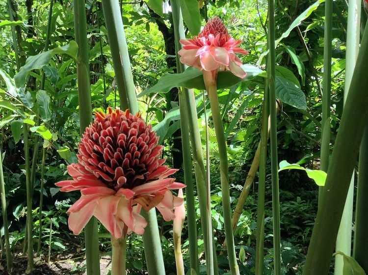 St. Lucia Botanical Gardens - Alchetron, the free social encyclopedia