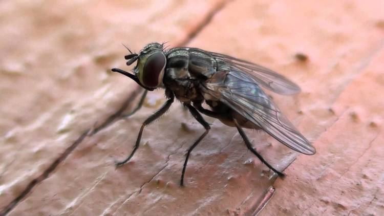 Stable fly Stable Fly Muscidae Stomoxys calcitrans Lateral Closeup YouTube