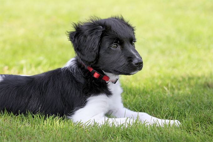 Stabyhoun Stabyhoun Dog Breed Information Pictures Characteristics amp Facts
