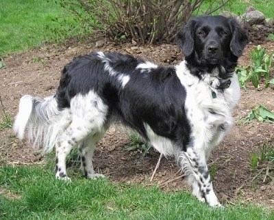 Stabyhoun Stabyhoun Dog Breed Information and Pictures