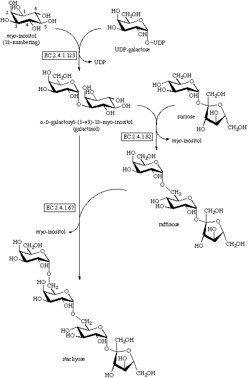 Stachyose stachyose biosynthesis