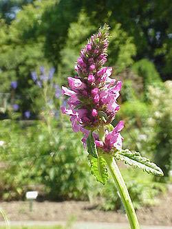 Stachys affinis Stachys affinis Wikispecies