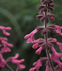 Stachys chamissonis httpsuploadwikimediaorgwikipediacommonsthu