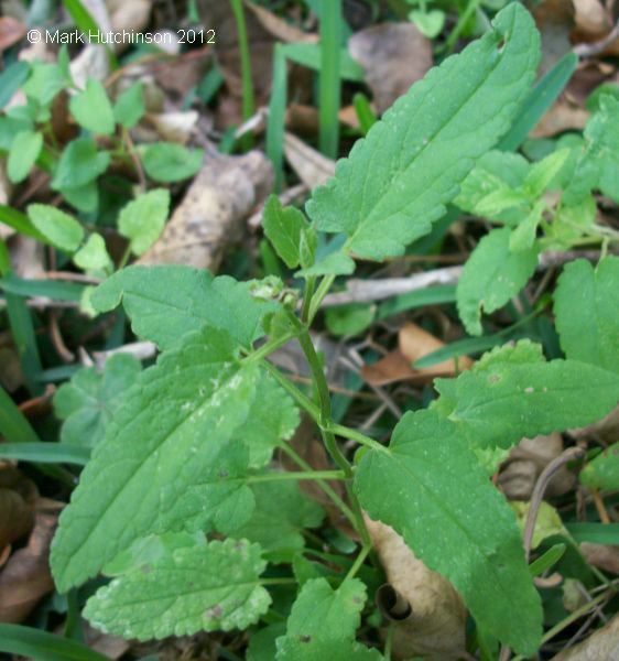 Stachys floridana Florida Native Plant Society