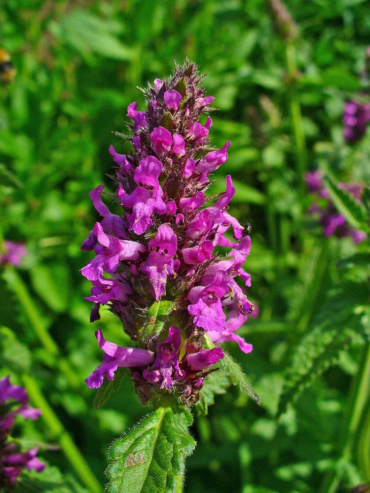 Stachys officinalis FileStachys officinalis 002JPG Wikimedia Commons