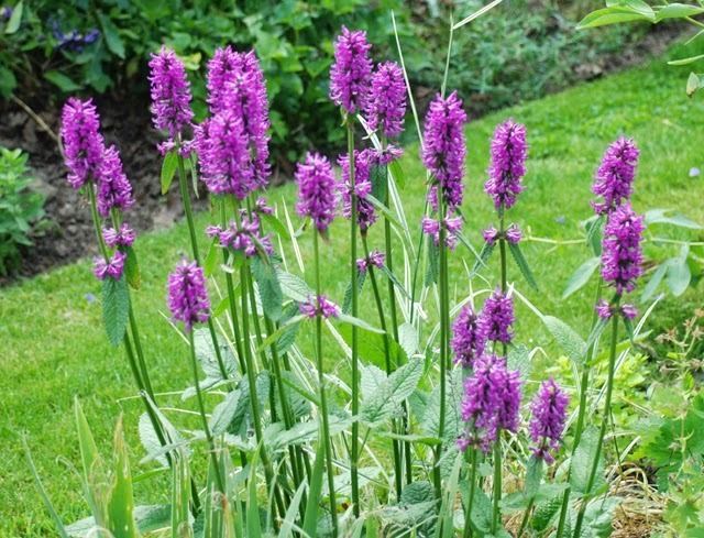 Stachys officinalis Benefits Of Betony Stachys officinalis For Health Tips Curing