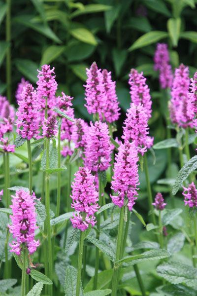 Stachys officinalis Buy salvia Stachys officinalis 39Hummelo39 Delivery by Crocus