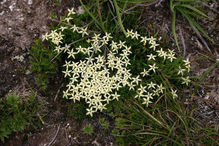 Stackhousia Stackhousia pulvinaris Celastraceae image 30251 at DiversityOfLifeorg