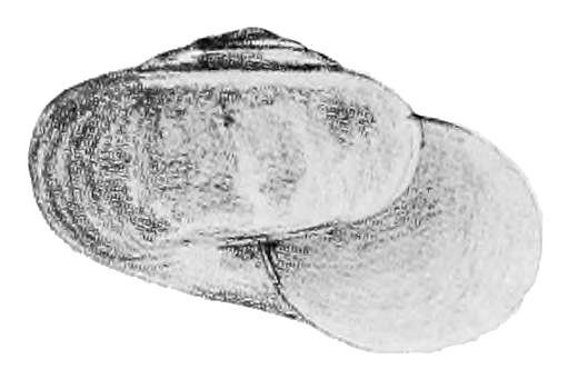 Staffordia toruputuensis