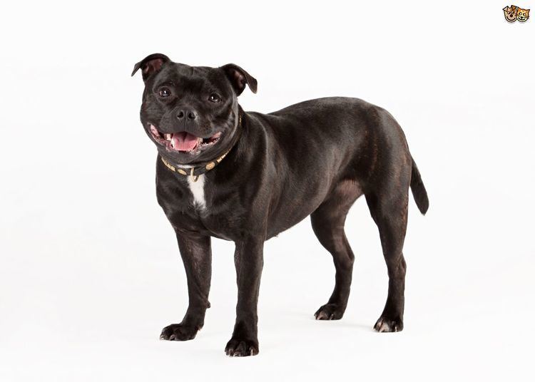 Staffordshire Bull Terrier Staffordshire Bull Terrier Dog Breed Information Facts Photos