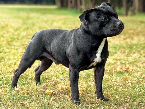 Staffordshire Bull Terrier What39s the Difference Between the American Staffordshire Terrier and