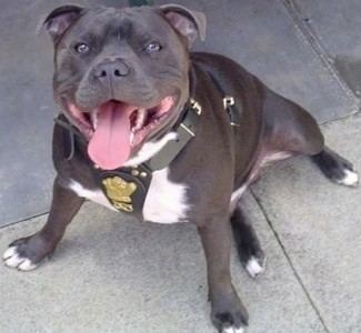 Staffordshire Bull Terrier Staffordshire Bull Terrier Dog Breed Information and Pictures
