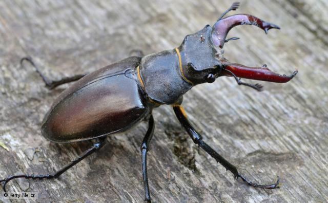 Stag beetle ichefbbcicouknaturelibraryimagesiccredit64
