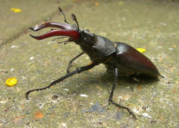 Stag beetle About stag beetles Peoples Trust for Endangered SpeciesPeoples