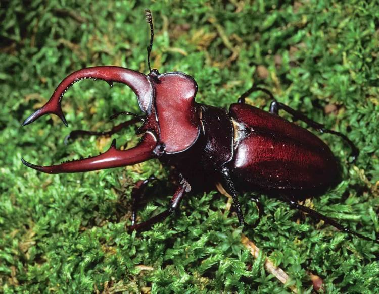 Stag beetle Stag Beetles MDC Discover Nature