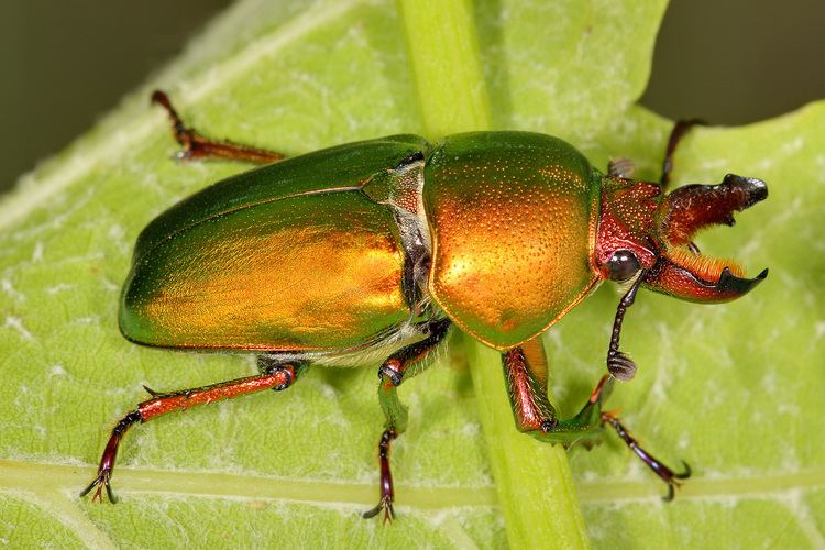 Stag beetle Stag beetle Wikipedia