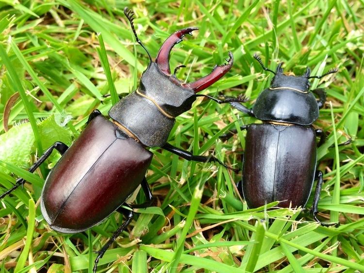 Stag beetle Stag beetles Peoples Trust for Endangered SpeciesPeoples Trust for