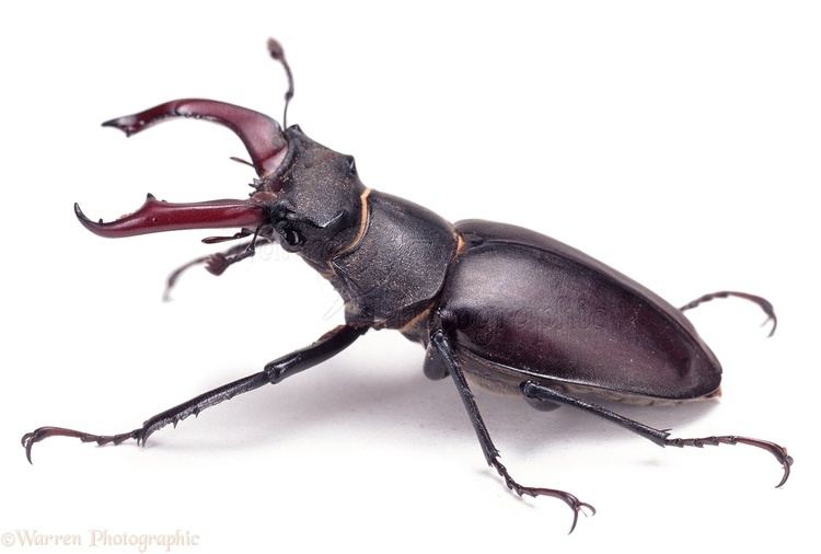 Stag beetle Stag Beetle photo WP04158