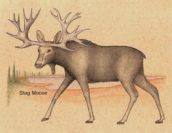 Stag-moose httpswwwisgsillinoisedusitesisgsfilesima
