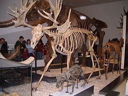 Stag-moose Stagmoose Wikipedia