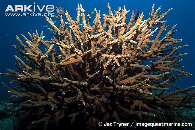 Staghorn coral Staghorn corals videos photos and facts Acropora spp ARKive