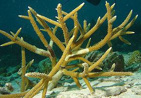 Staghorn coral httpsuploadwikimediaorgwikipediacommonsthu