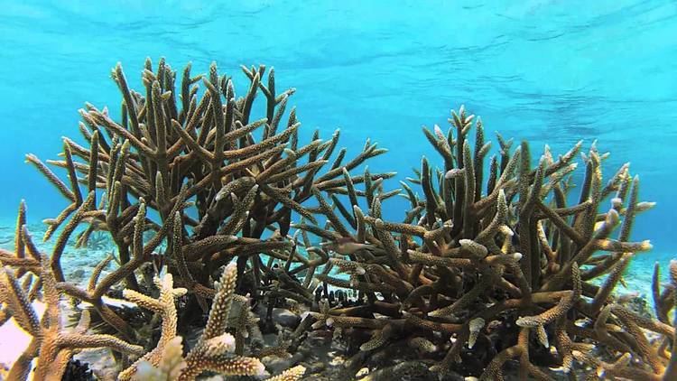 Staghorn coral Staghorn coral YouTube