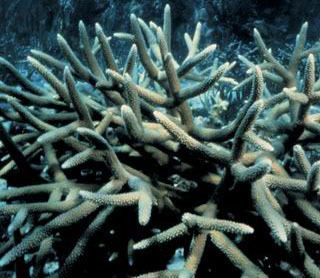 Staghorn coral Staghorn Coral ltemgtAcropora cervicornisltemgt NOAA Fisheries