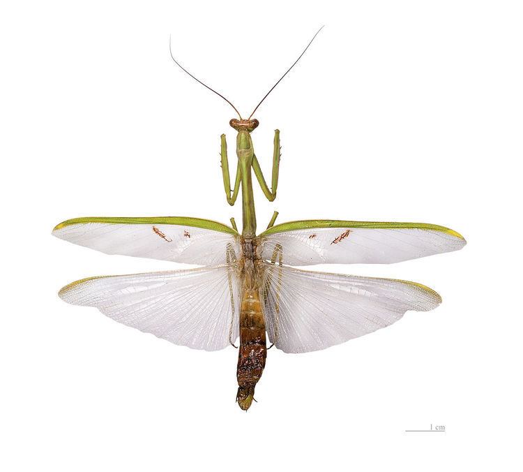 Stagmatoptera flavipennis
