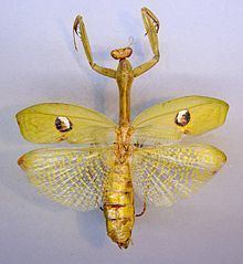 Stagmatoptera hyaloptera httpsuploadwikimediaorgwikipediacommonsthu