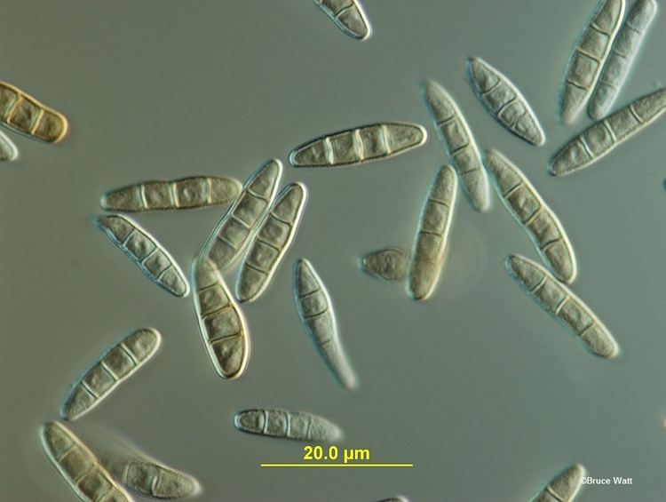 Stagonospora Pine Stagonospora Needle Blight Pathogen UMaine Cooperative
