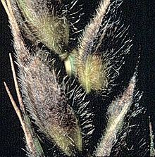 Stagonospora httpsuploadwikimediaorgwikipediacommonsthu