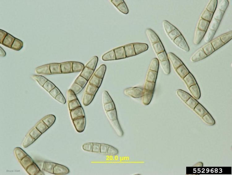 Stagonospora leaf blotch Stagonospora spp on eastern white pine Pinus