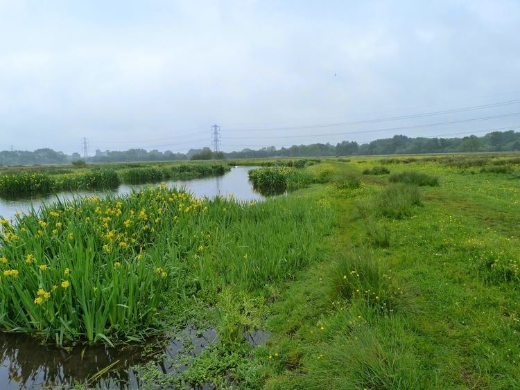 Staines Moor Lamsdell Bird Ringing and Wildlife Blog Staines Moor 28 May 2014
