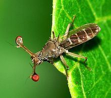 Stalk-eyed fly httpsuploadwikimediaorgwikipediacommonsthu