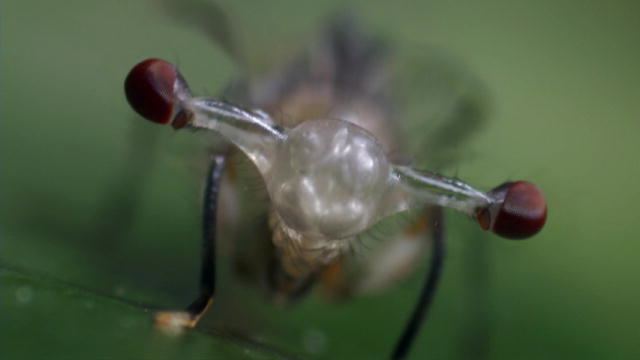 Stalk-eyed fly StalkEyed Flies Inflate Eye Stalks Life Discovery