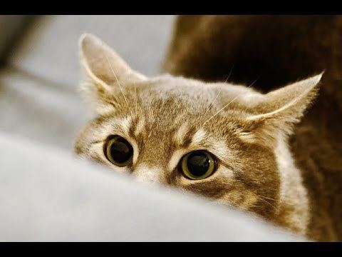 Stalking Cat Funny Stalking Cat Video Compilation 2014 HD YouTube