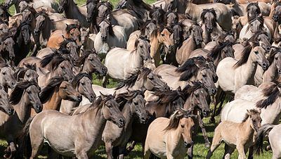 Stampede Stampede Wikipedia