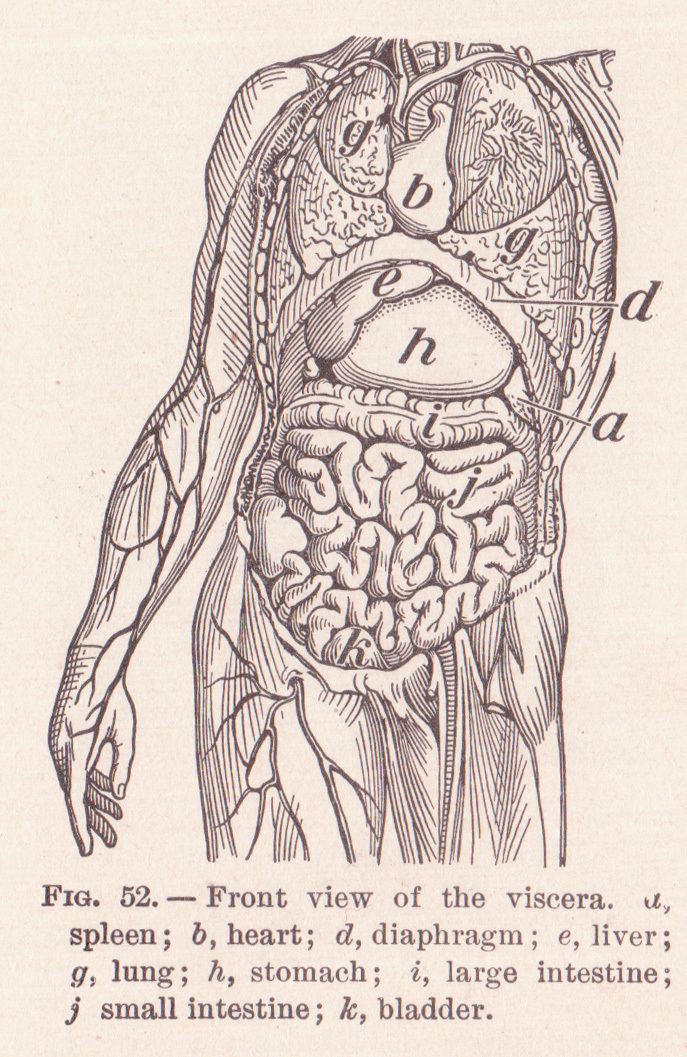 Standard anatomical position